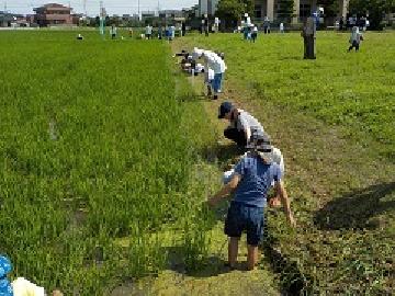 写真:南ブロックの田んぼの縁に生えた草を参加者の皆さんが取っている様子
