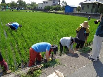 写真:北ブロックの田んぼの縁に生えた草を参加者の皆さんが取っている様子