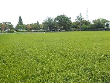 写真:稲穂が育ってきた田んぼの様子