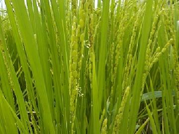 写真:稲穂の様子