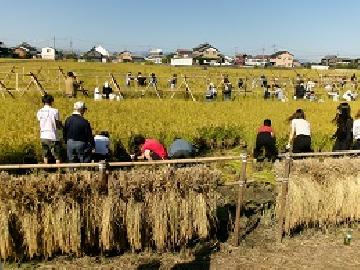 写真:田んぼの中にはざが立てられた様子