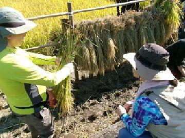 写真:稲わらの結わえ方をボランティアさんに 教えてもらっている様子