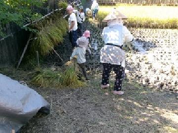 写真:子供がはざまで稲わらを運んでいる様子