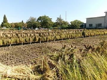 写真:はざかけが終わったあとの様子