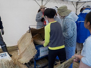 写真:足踏み脱穀機で脱穀する様子