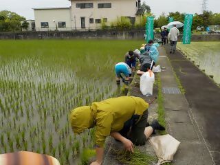 写真：参加者の皆さんが田んぼの縁に生えた草を取っている様子