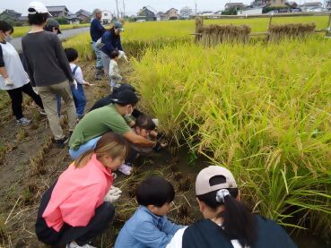 写真：参加者の皆さんが稲刈りをしている様子