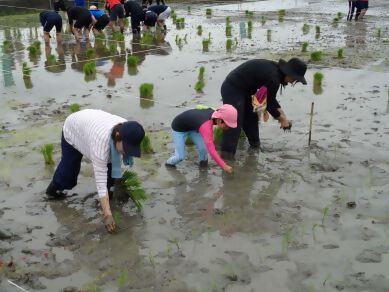 写真：参加者の皆さんが田植えをしている様子のアップ