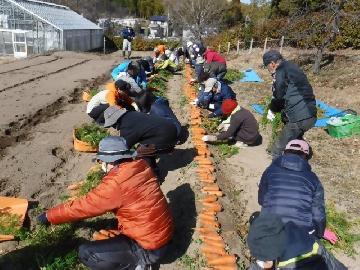 令和5年2月4日(土曜日) 参加者の皆さんが畑でニンジンの収穫をしている写真