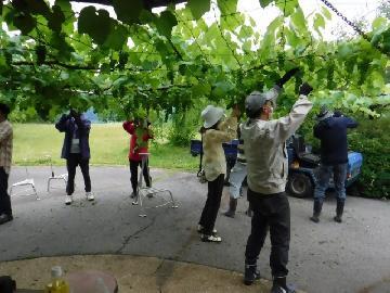 令和4年6月11日(土曜日) 参加者がブドウ棚で実習の作業をしている写真
