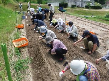 令和4年8月20日(土曜日) 畑で参加者の皆さんがニンジンの種まきの実習をしている写真