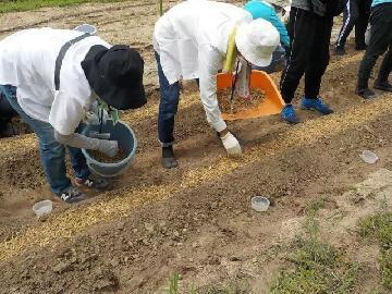 令和4年8月20日(土曜日) 参加者の皆さんが種をまいた後に切りわらをまいている写真