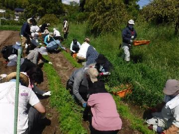 令和4年9月10日(土曜日) 参加者の皆さんが畑でニンジンの間引きをしている写真