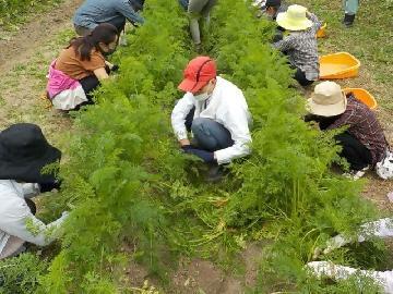 令和4年10月22日(土曜日) 参加者の皆さんが畑でニンジンの間引きをしている写真