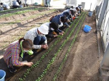 令和4年11月12日(土曜日) 参加者の皆さんが温室内で間引き作業をしている写真