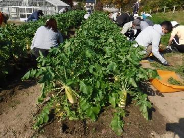 令和4年11月12日(土曜日) 参加者の皆さんが畑で草取りをしている写真