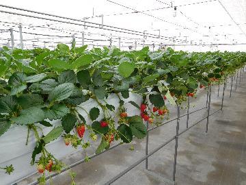 写真：ハウス内のイチゴ