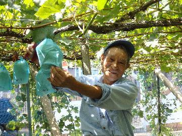 写真：丸孝ぶどう園園主