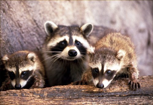 写真:アライグマ 特徴である目の上の白い帯が眉毛のようにみえます。