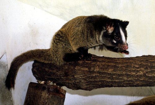 写真:ハクビシン 特徴である額から鼻先までの白い線があります。