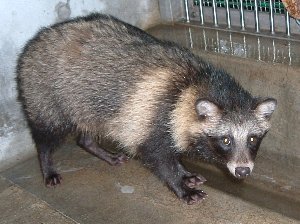 タヌキの写真です。