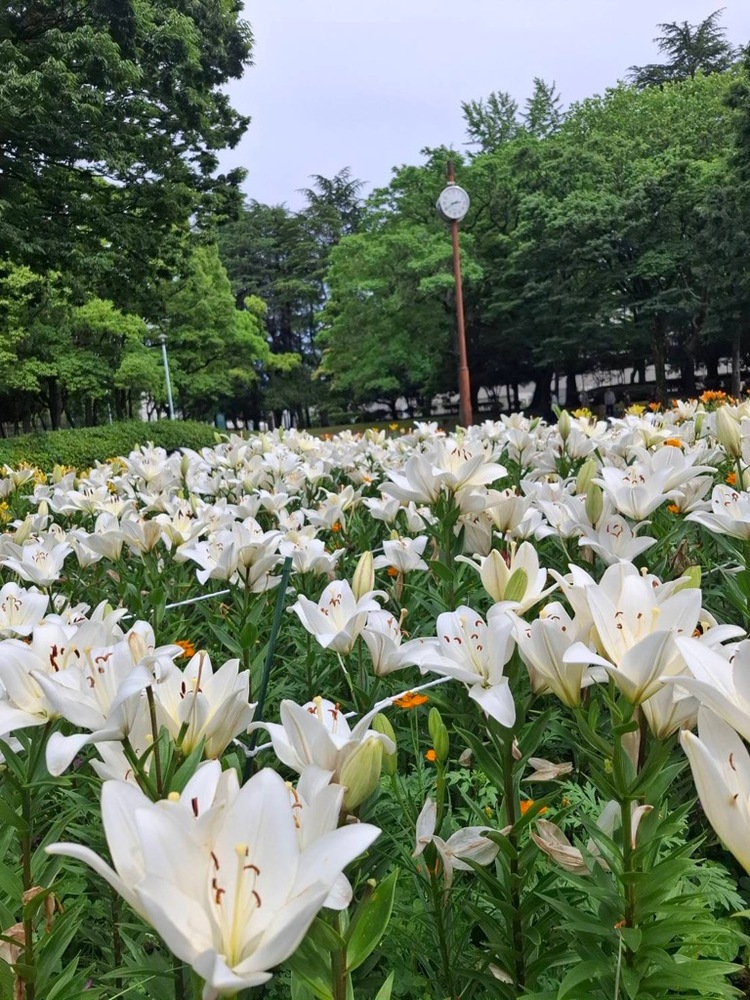 6月9日現在の千種千種公園のユリの開花状況です。