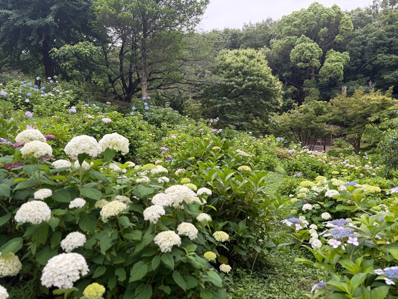 茶屋ヶ坂公園アジサイの開花状況です。