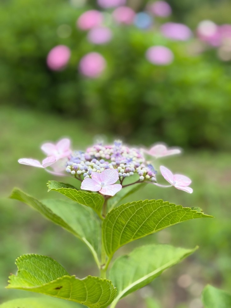 茶屋ヶ坂公園アジサイの開花状況(その2)です。