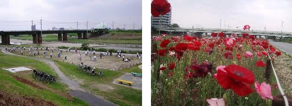 写真：矢田川の種まき