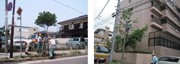写真：街路樹の維持