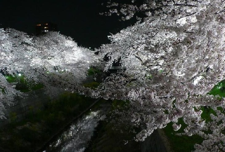 写真：山崎川のライトアップの様子