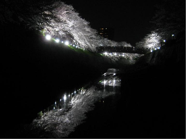 写真：川面に映る桜