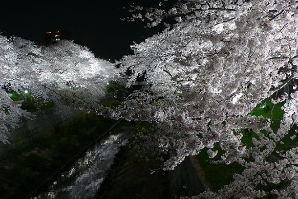 写真：幻想的な山崎川の桜