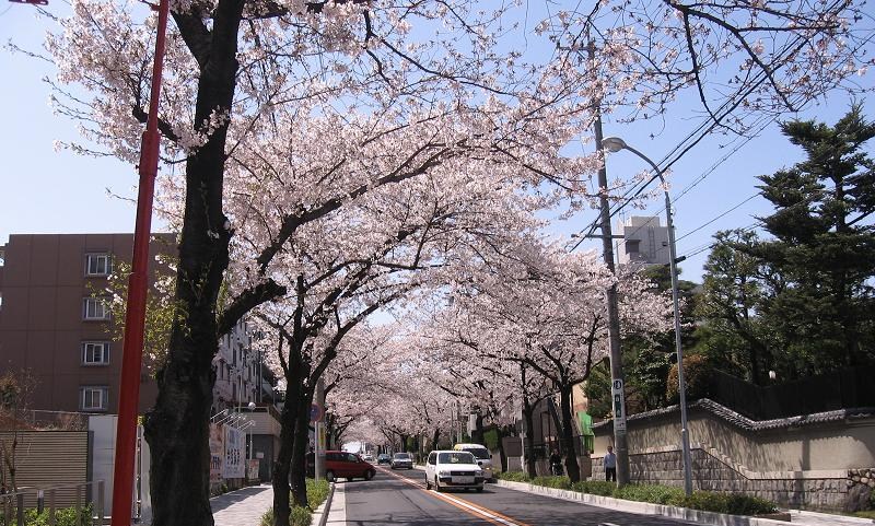 写真：汐路桜ロード