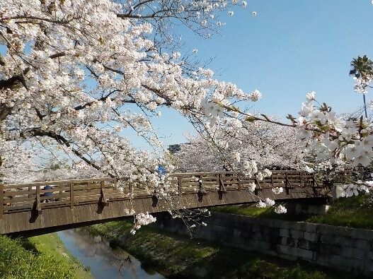 満開の桜と鼎小橋の写真です。