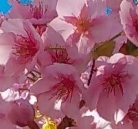 カワヅサクラの花のアップ写真です。