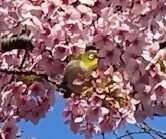 カワヅザクラの写真です。