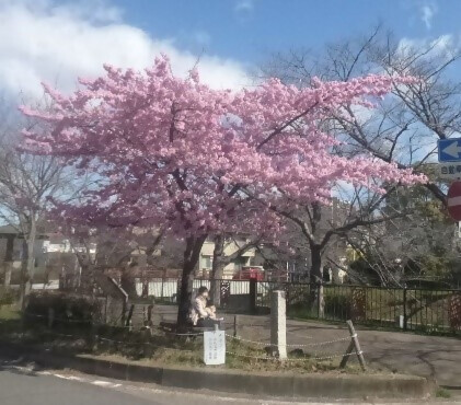 山崎川街園のカワヅザクラの写真です。
