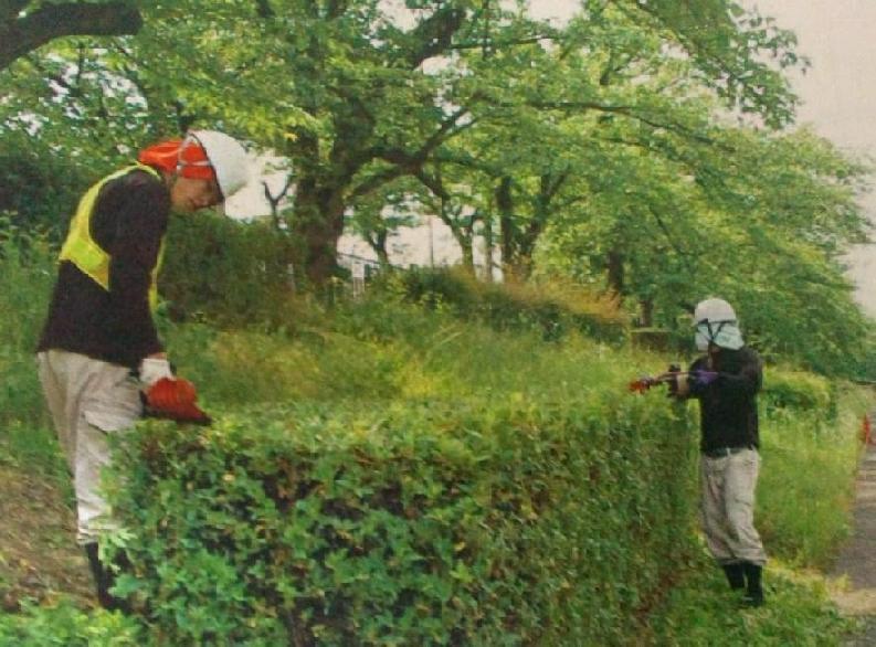 河川樹木の維持管理の写真