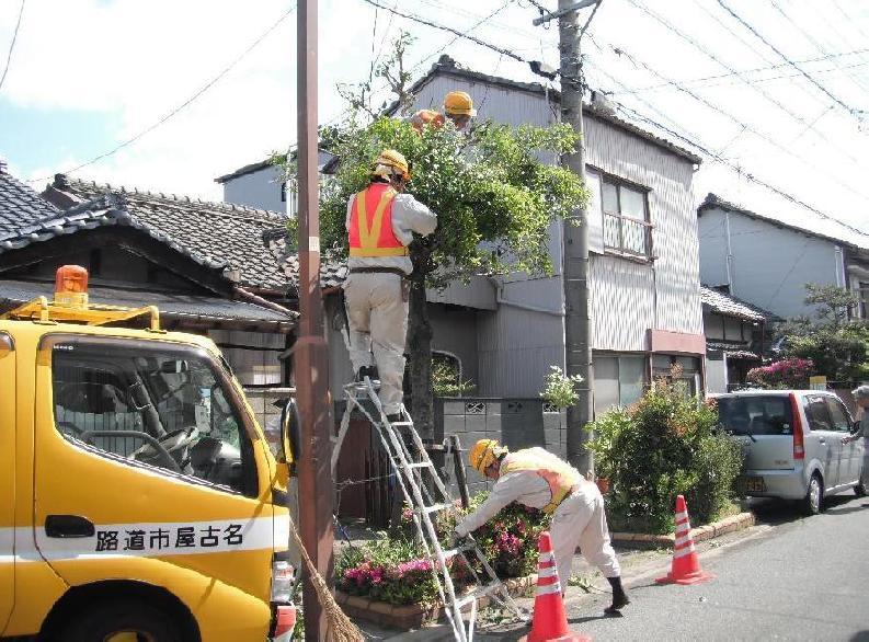 写真：高木剪定