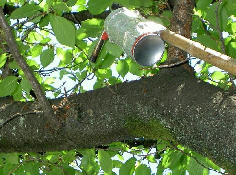 写真：毛虫の防除作業