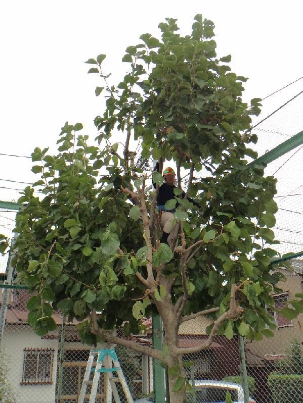 写真：公園高木剪定