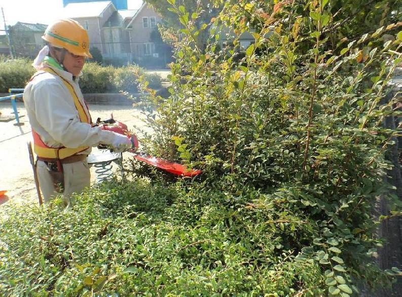 写真：低木刈込み前・後