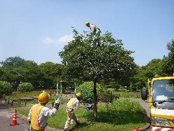 樹木の剪定の写真