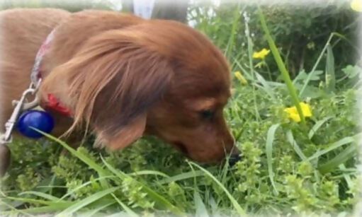 ペットの犬の写真です。