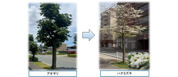 街路樹をアオギリからハナミズキに植替え更新した写真