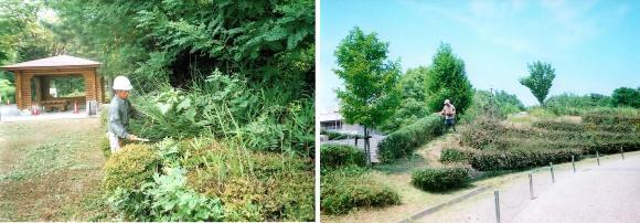 写真:公園の低木刈り込みを行っています