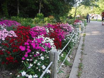 写真:なでしこKADANの様子