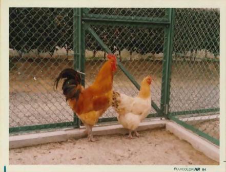 写真:1988年に岩手県から導入した名古屋コーチンの雄