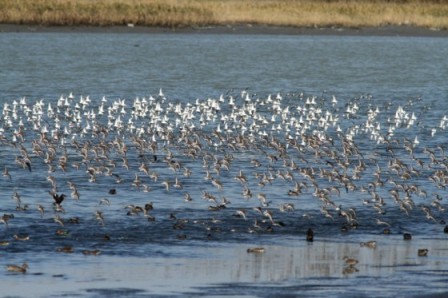 写真：ハマシギ